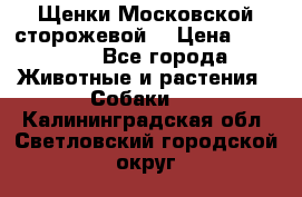 Щенки Московской сторожевой  › Цена ­ 25 000 - Все города Животные и растения » Собаки   . Калининградская обл.,Светловский городской округ 